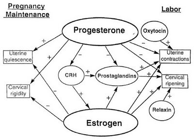 Estrogens และ Prostaglandins ลดคอเลสเตอรอล Prostaglandin E2